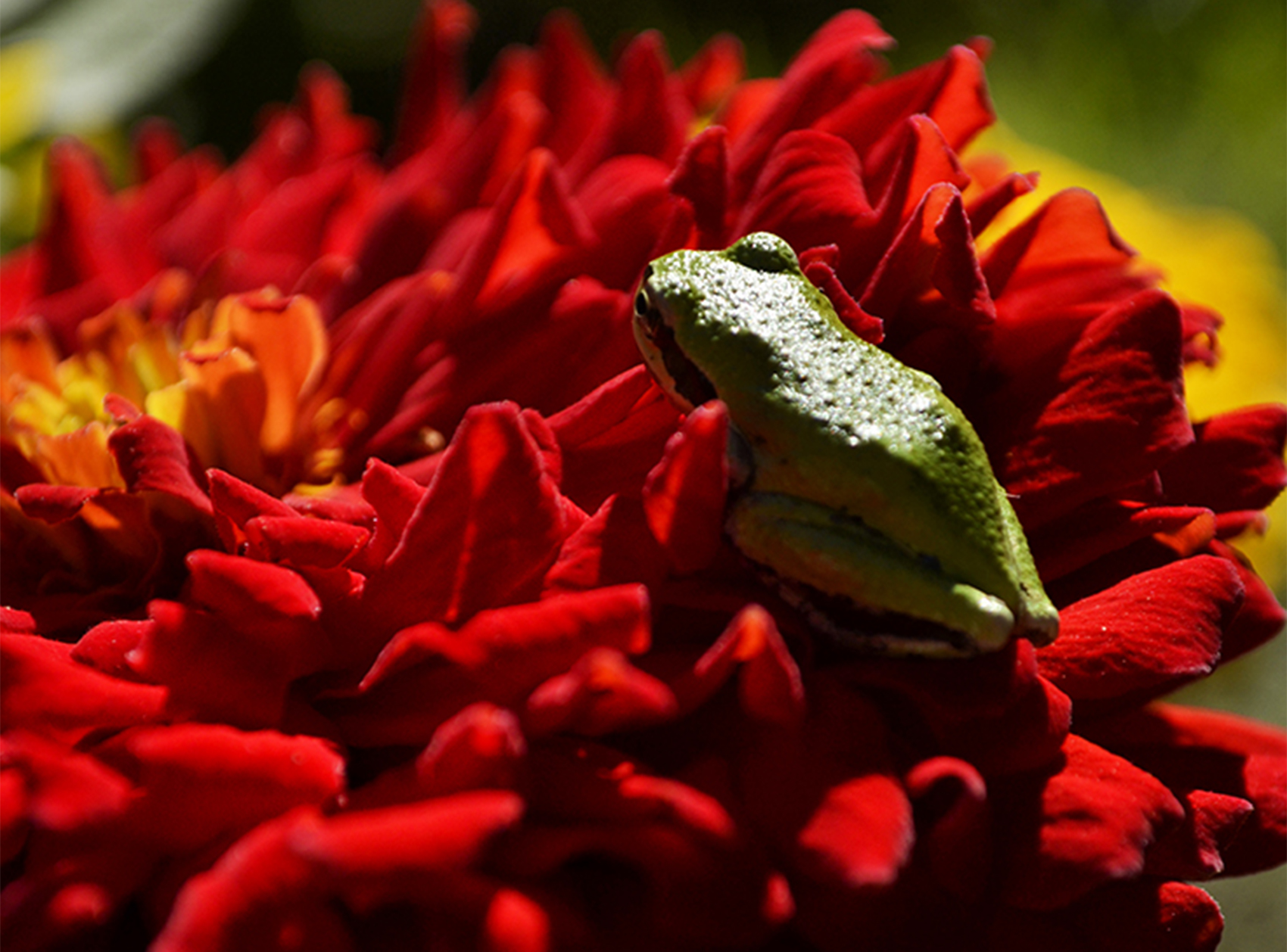 green frog on a red flower